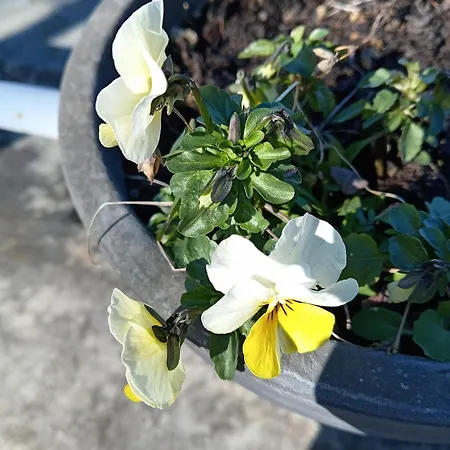 Ninnananna Apartamento *